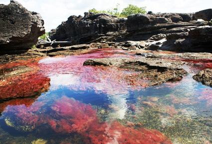 Caño Cristales wajahat22-2-2013 (